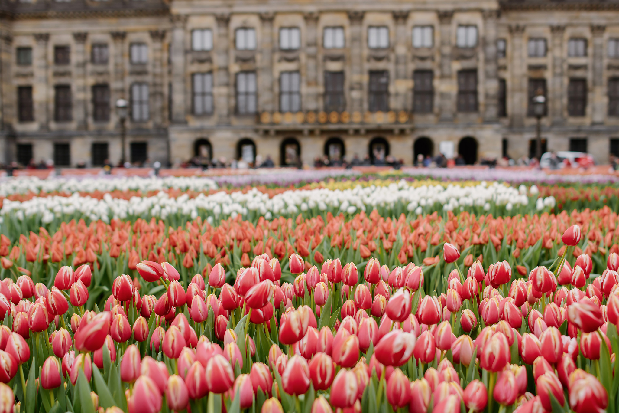 Tulip Parade Amsterdam 2024 Roze Wenona