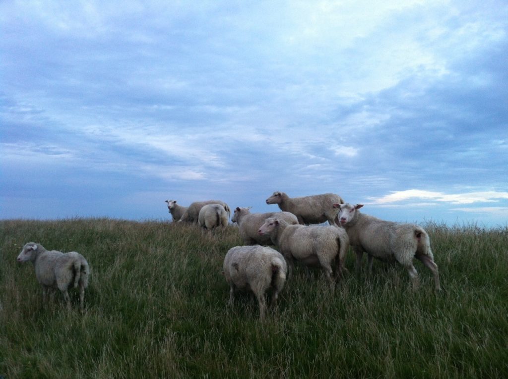 Texel island sheep