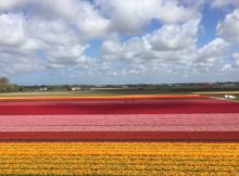 Tulip fields Holland/ the Neherlands