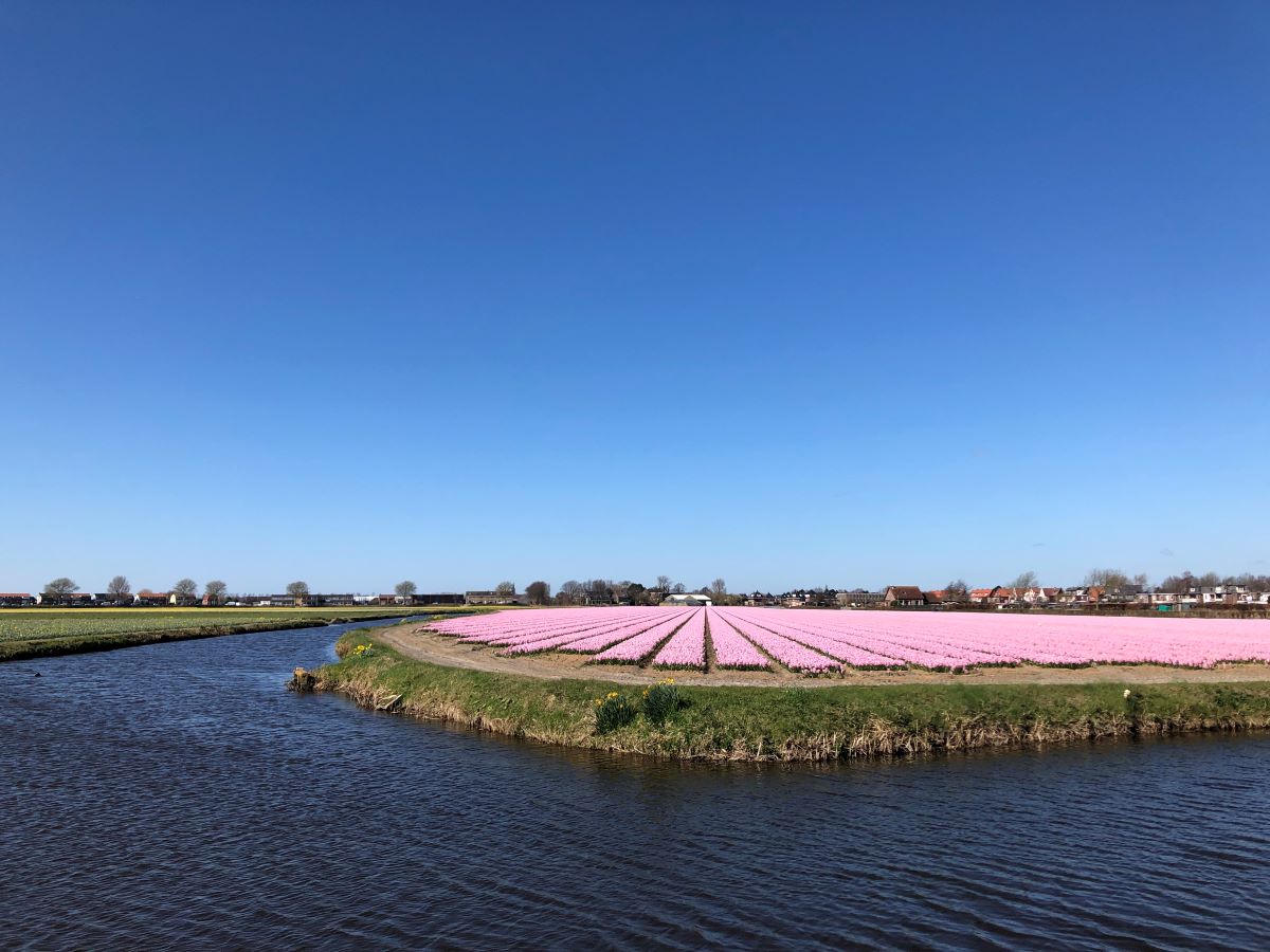 Dutch flower fields, tulip fields, cycling routes tulips Holland