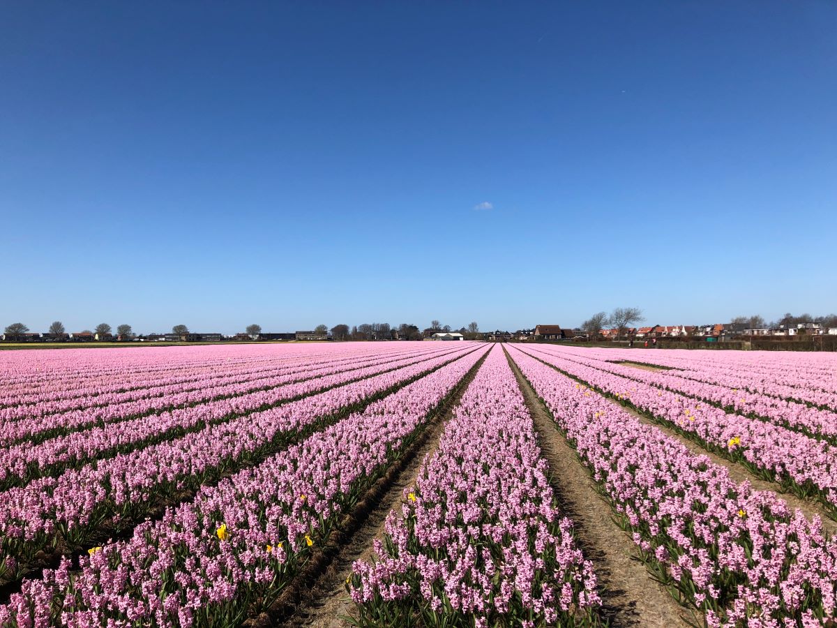 Hyacinths flower fields, Hillegom