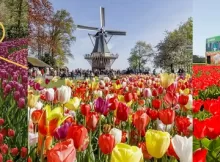 Tulip Festival card