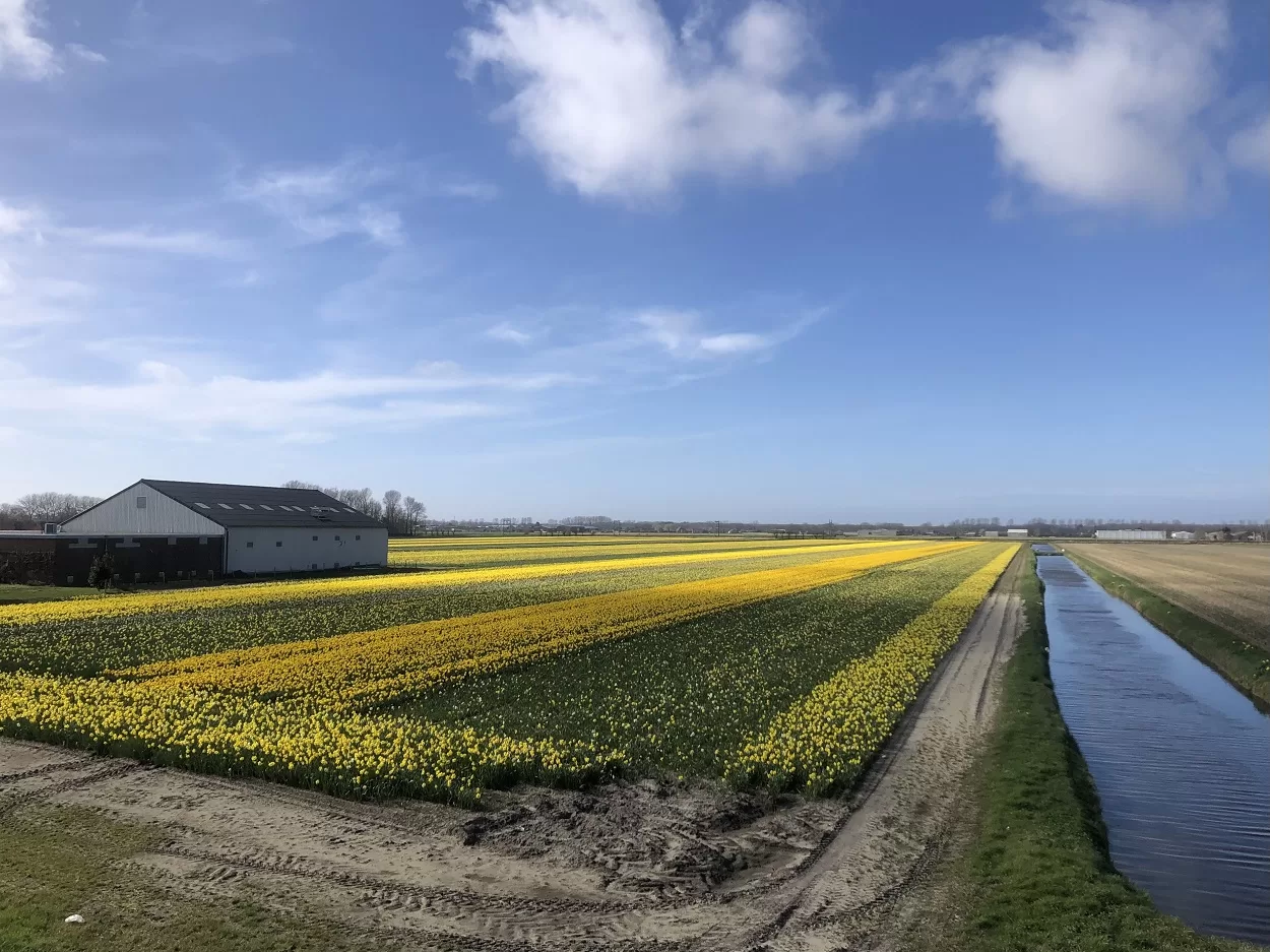Поля тюльпанов в Нидерландах, когда цветут