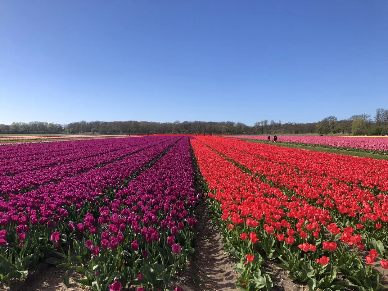 Tulip festival card, tulip fields