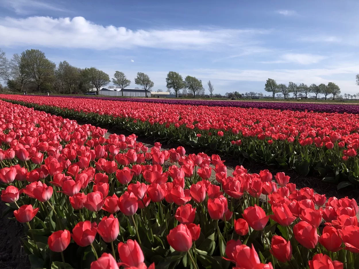 Tulip fields near Amsterdam