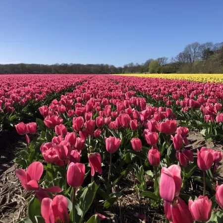 Tulip fields in bloom the Netherlands