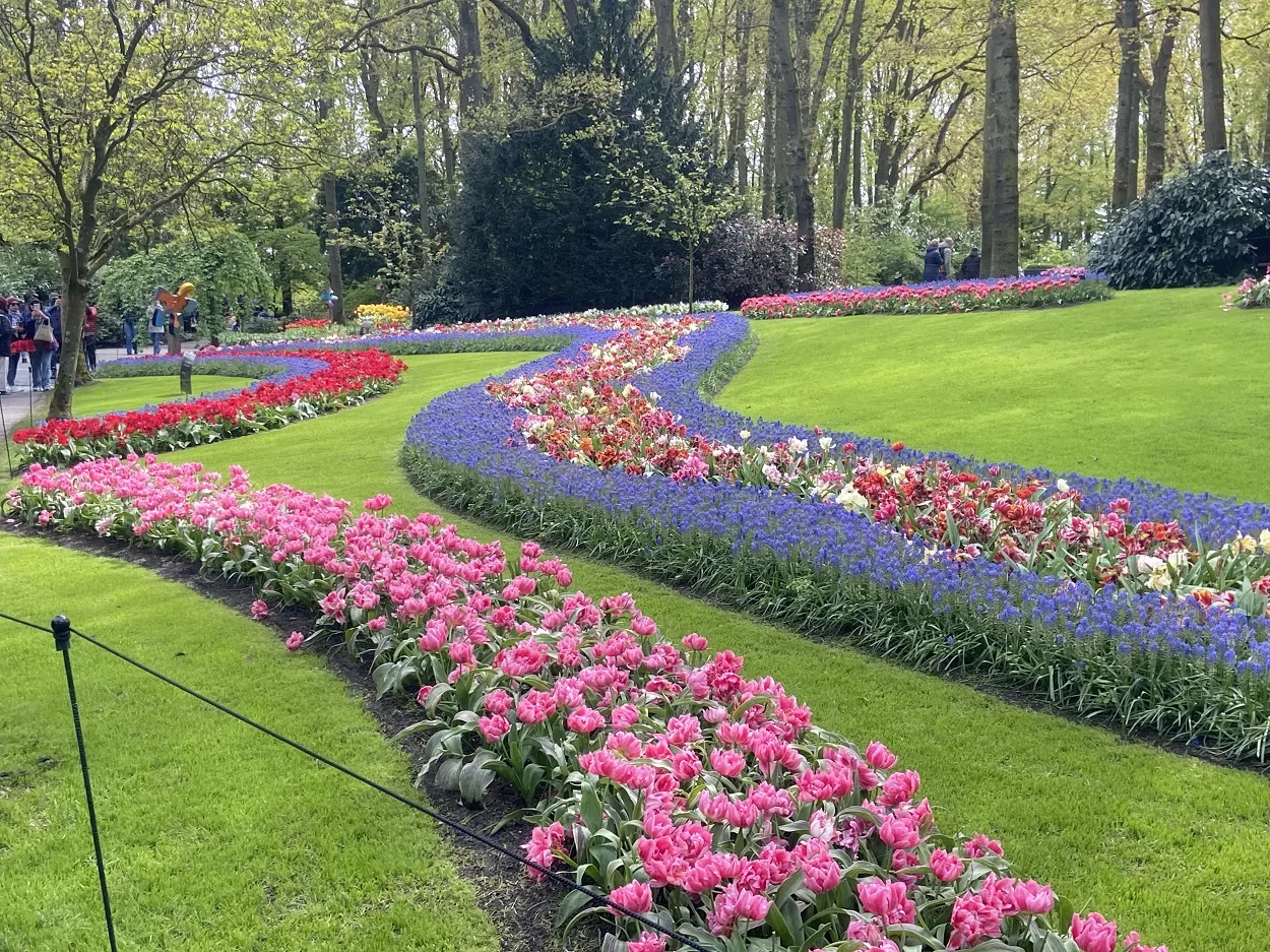 Keukenhof in March photo