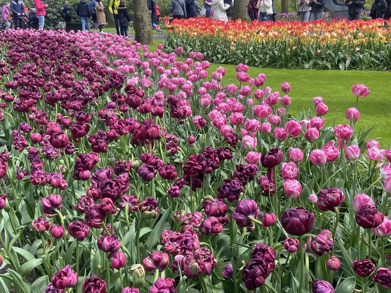Keukenhof in March