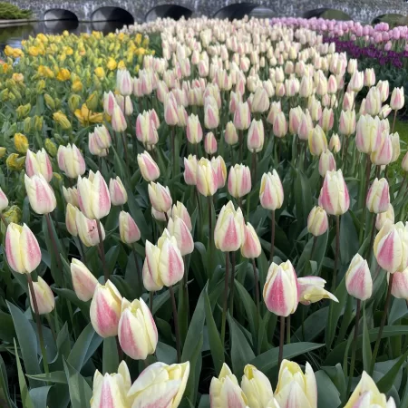 Keukenhof tickets sold out
