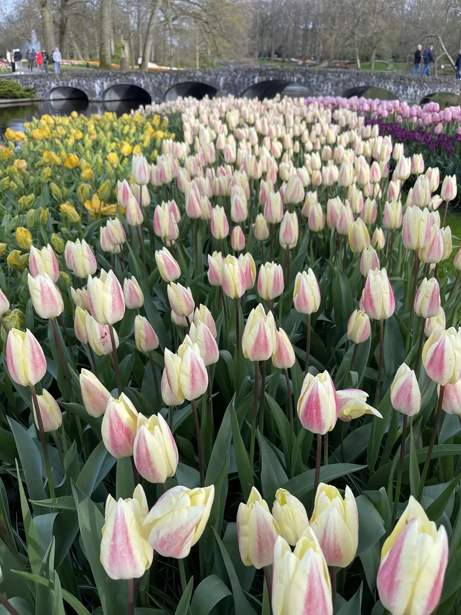 Keukenhof tickets sold out