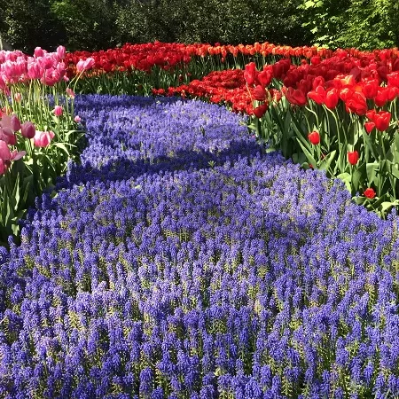 Keukenhof in May