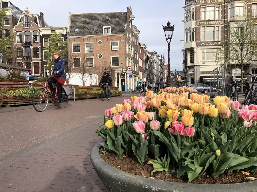 Tulip festival in Amsterdam 2025