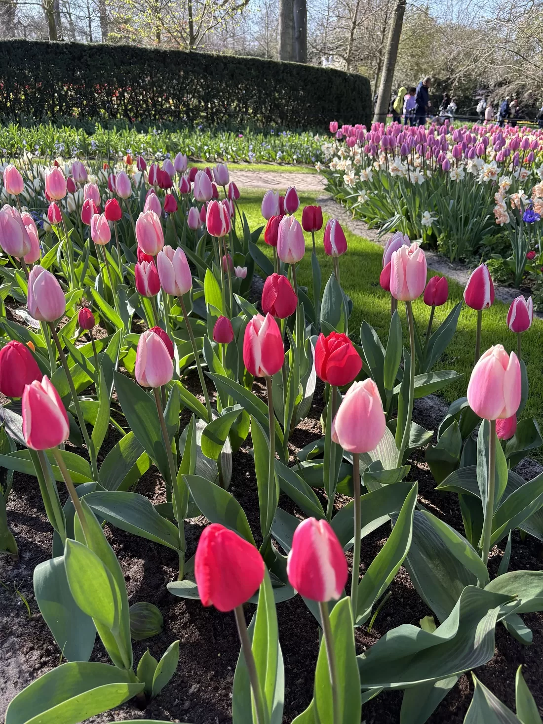Keukenhof on 6 April 2025