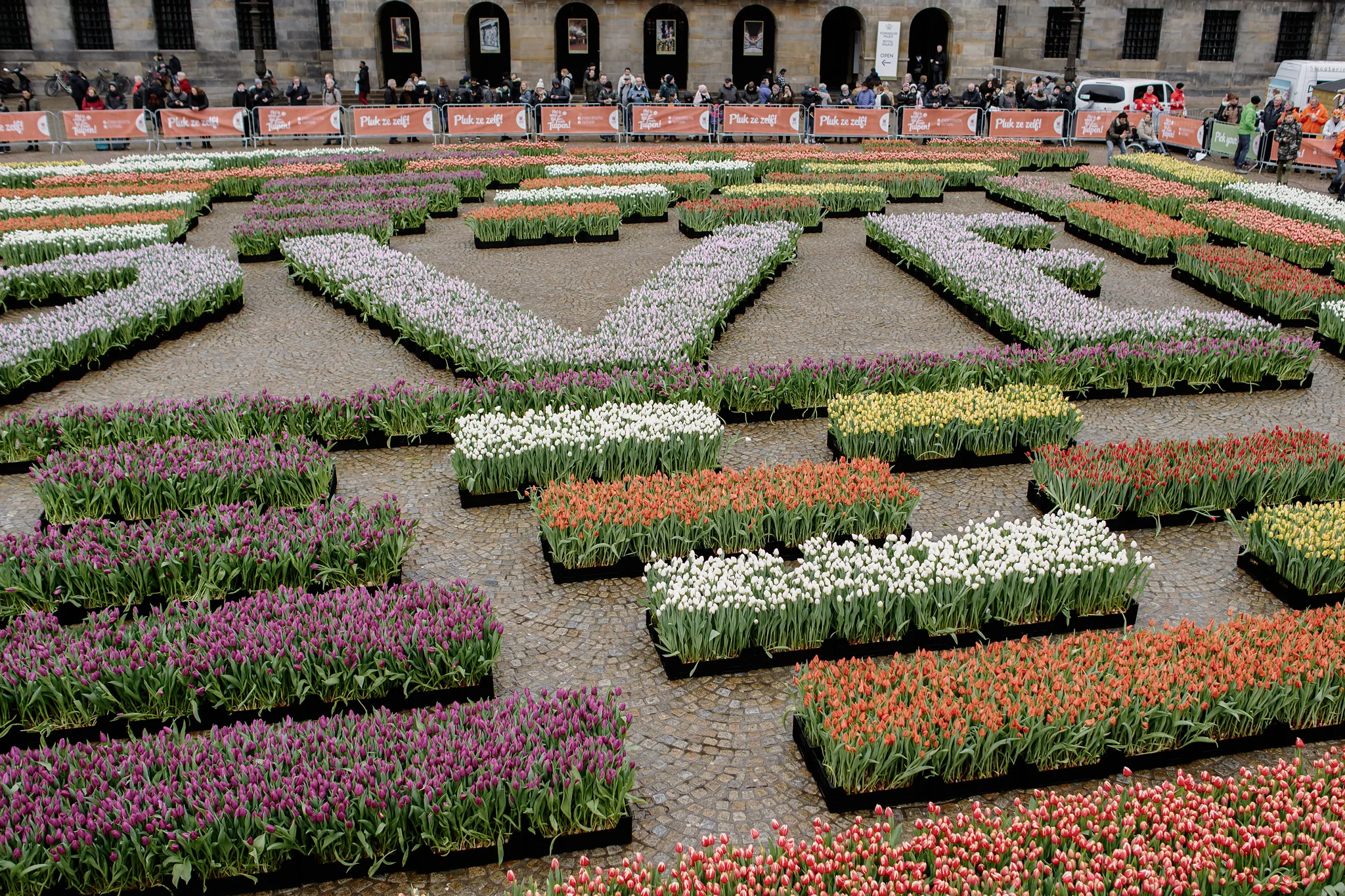 National Tulip Day in Amsterdam