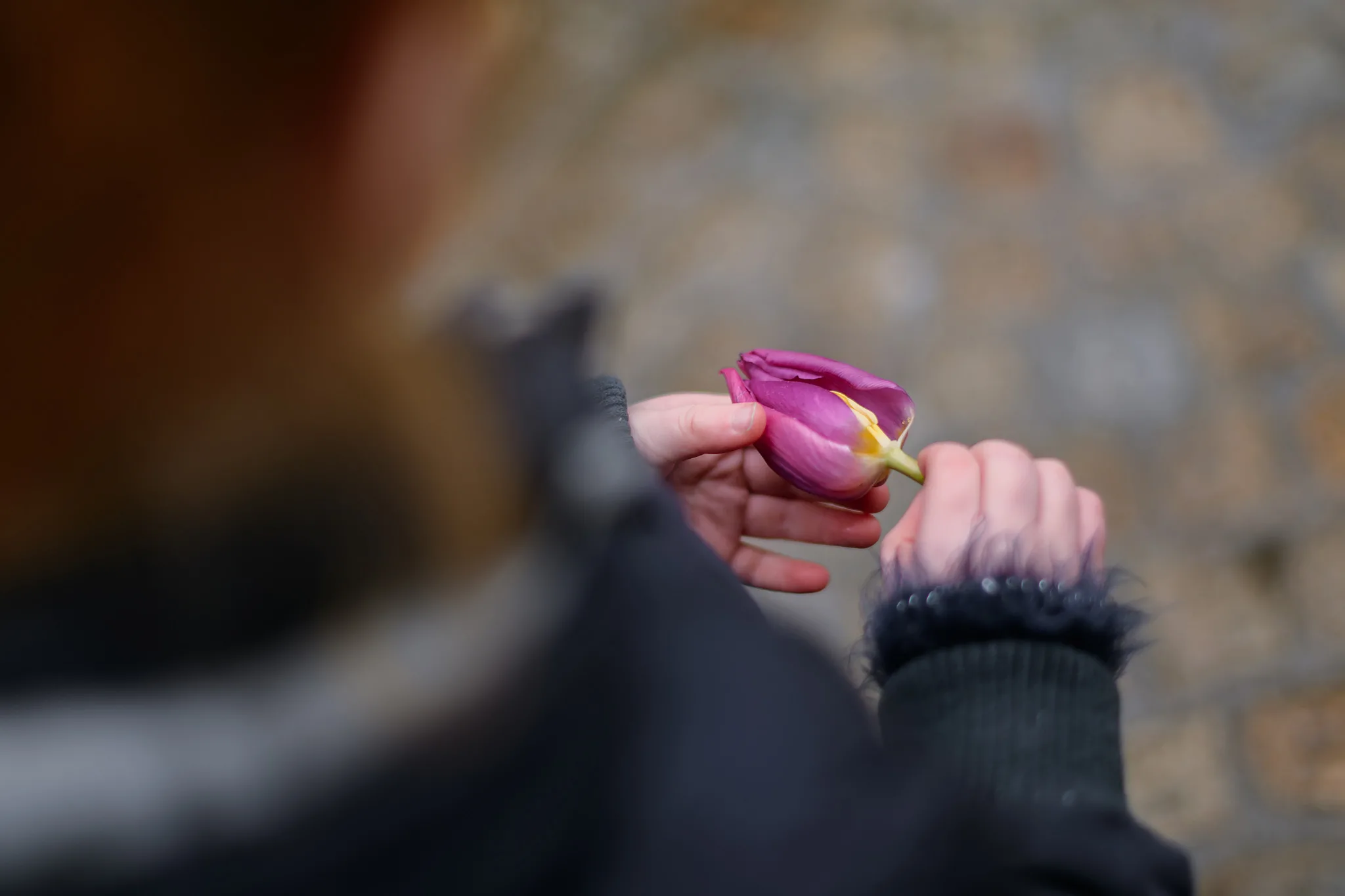 National Tulip day, Amsterdam, the Netherlands