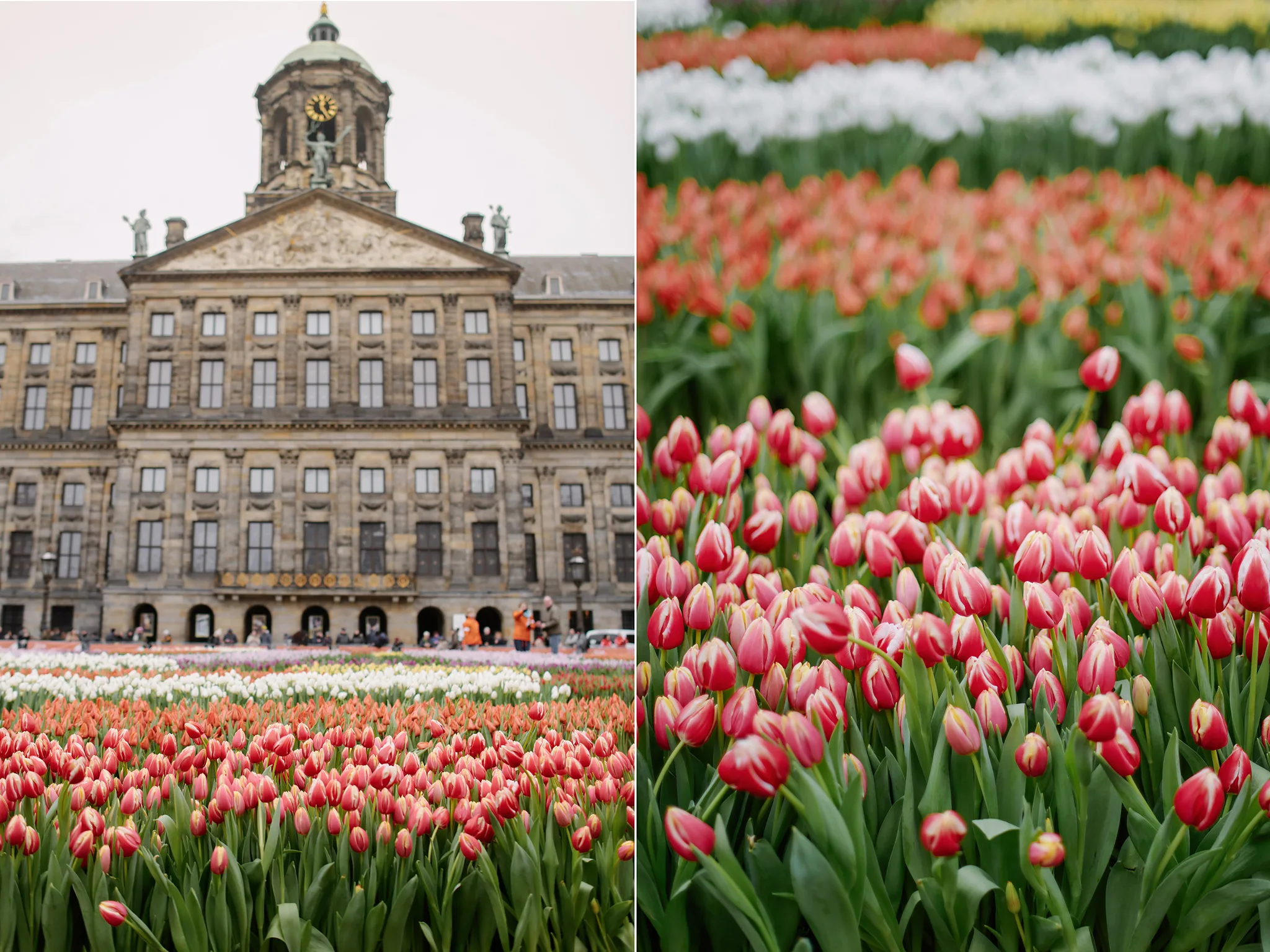 National Tulip Day, photo credits: Kristina Kutena