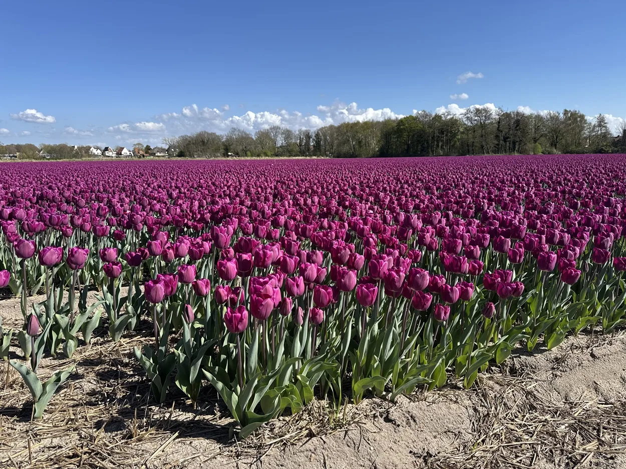 Tulip fields 2026 in the Netherlands