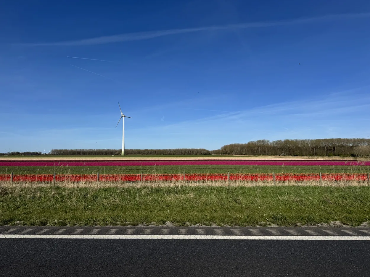 Tulip fields in Holland in 2026