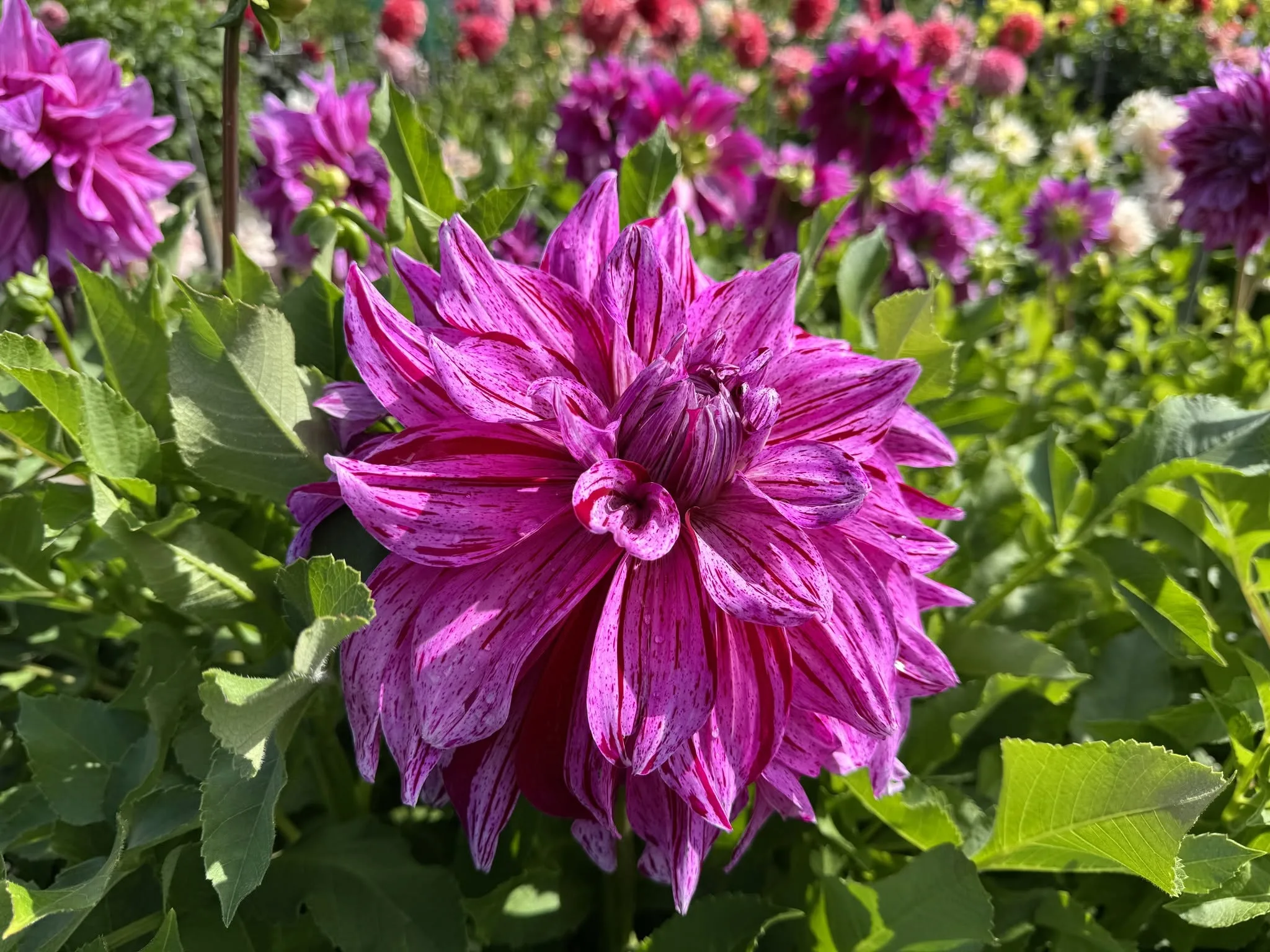 Dahlia field tours in the Netherlands